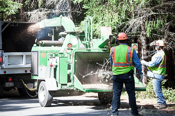 Reliable Potomac, MD Tree Care Solutions